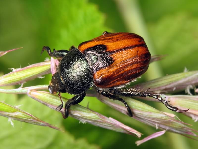 Anisoplia austriaca (Herbst, 1783)